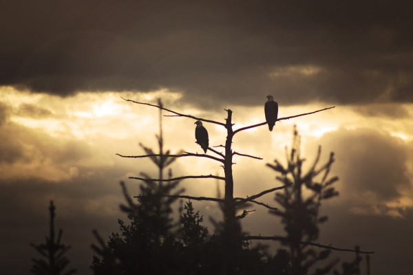 Seeing Double by Amanda Corcoran